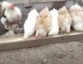 Оплодени яйца Кохинг стандарт , снимка 1