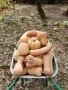 Продавам Био Тикви. Собствено производство , снимка 3