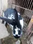 Зайци Мути патици крякащи патици , снимка 1